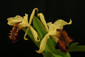 C. dowiana aurea