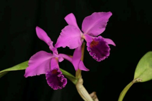 C. bowringiana var. alba 'Hamlyn'