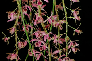 Deciduous Dendrobium Orchids Like a Cooler Bright Winter with Much Less Water and No Fertilizer