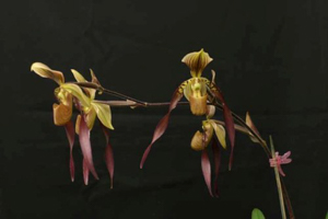 Paph. Bernice 'Orchid Specialist'