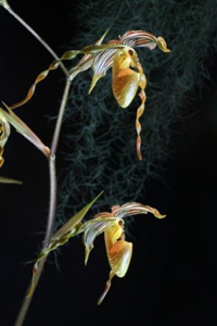 Paph. Poulsbo