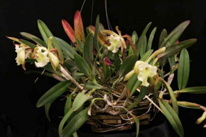 B. Aristocrat'