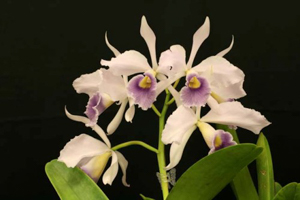 C. Purity coerulea x L. purpurata werkhauseri