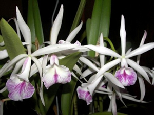 Blc. Marg Putman