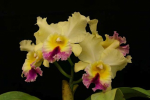 Blc. Goldenzelle 'Taida'