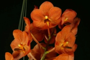 Ascda. Fuchs Spotted Cat