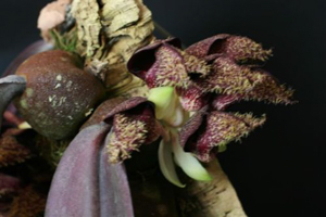 Bulb. phalaenopsis