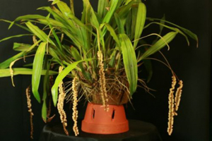 Pholidata imbricata