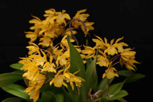 Eplc. Golden Sunburst