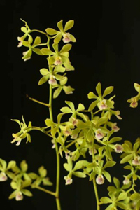 Enc. steinbachii