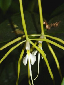 Epi. nocturnum