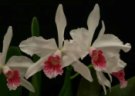 The Hurricane Season, Caring for Your Orchids Before and After a Storm