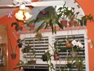 Growing Orchids on Windowsills and Under Lights