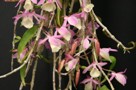 Dendrobium Culture