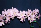 Orchid Ailment Links