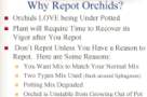 Repotting Orchids