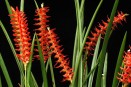 Culture of Dendrochilums