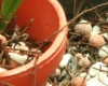Cultural Tips for New Growers