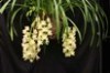Orchid Culture