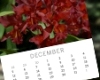 Monthly Orchid Checklists and Newsletters
