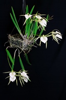 St. Augustine Orchid Society - North Florida Orchid Growing