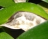 Orchid Pests and Diseases