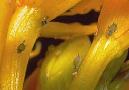 Aphids on Orchid Buds - photo courtesy of the American Orchid Society