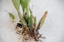 Fungal Root Rot - Rhizoctonia on Orchid - photo courtesy of Wan Gyu Kim et al