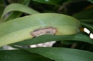 Aanthracnose on Oncidium Orchid