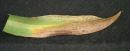 Septoria on Orchid