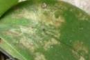 Spider Mite Damage on Phalaenopsis Orchid