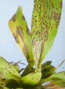 Rhabdovirus on Orchid - photo courtesy of Nan-Jing Ko Rhabdovirus on Orchid - photo courtesy of Nan-Jing Ko