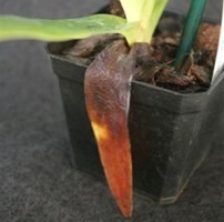 Brown Rot on Paph Orchid