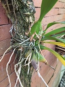 Encyclia Bulbs Yellowing and Leaves Dropping