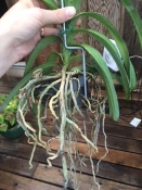 Vanda Roots Dried and Cracked