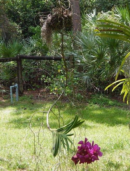 St. Augustine Orchid Society - North Florida Orchid Growing