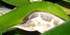 Orchid Pests and Diseases