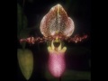Paphiopedilum Orchid Videos