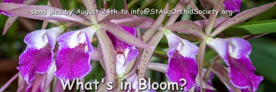 Whats in Bloom