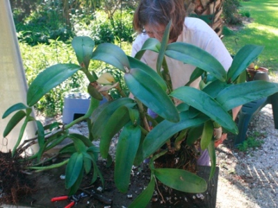 Repotting Cattleya