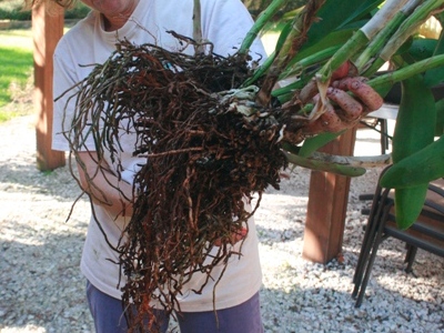 Repotting Cattleya