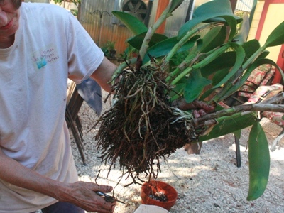 Repotting Cattleya