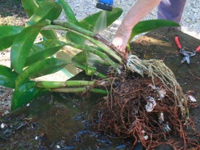 Repotting Cattleya