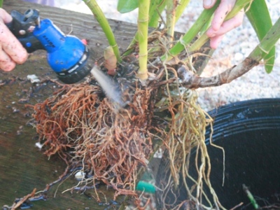 Repotting Cattleya