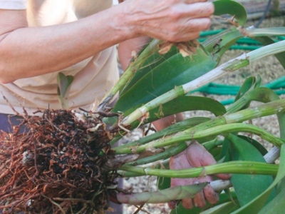 Repotting Cattleya