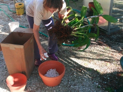 Repotting Cattleya