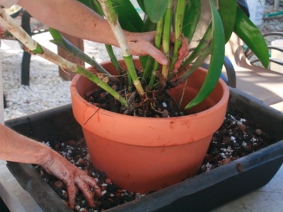 Repotting Cattleya