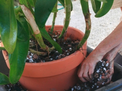 Repotting Cattleya