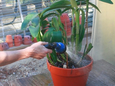 Repotting Cattleya