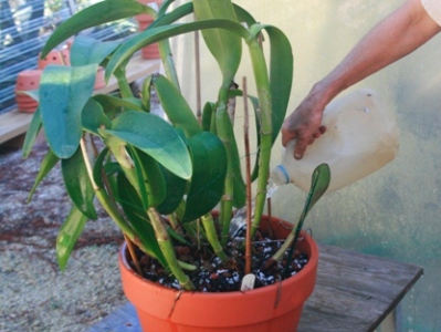 Repotting Cattleya